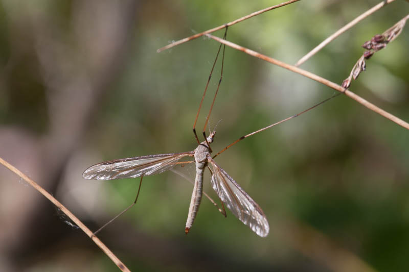 Tipula maxima.jpg